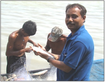 hilsa