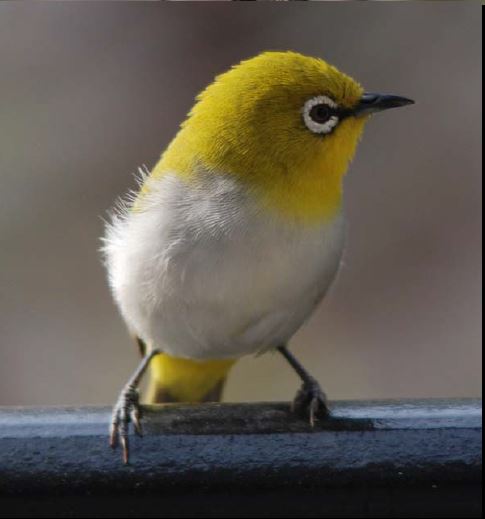 oriental_white_eye